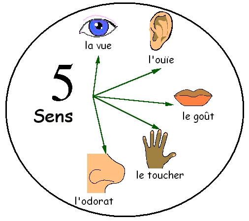 les 5 sens