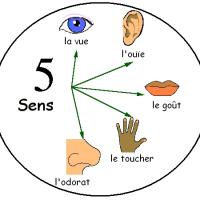 les 5 sens