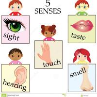 5 senses